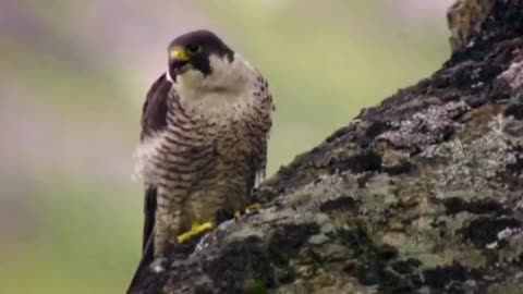240 MPH MISSILE: The Peregrine Falcon's Killing Speed😱