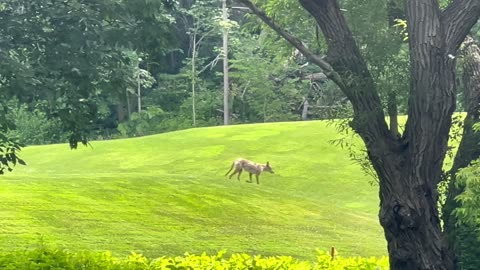 Coyote family provided me some interesting footage