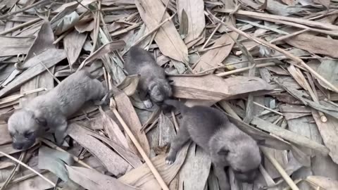 💔 Five abandoned puppies: watch the rescue that broke our hearts 🐶