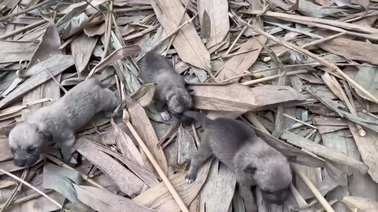 💔 Five abandoned puppies: watch the rescue that broke our hearts 🐶
