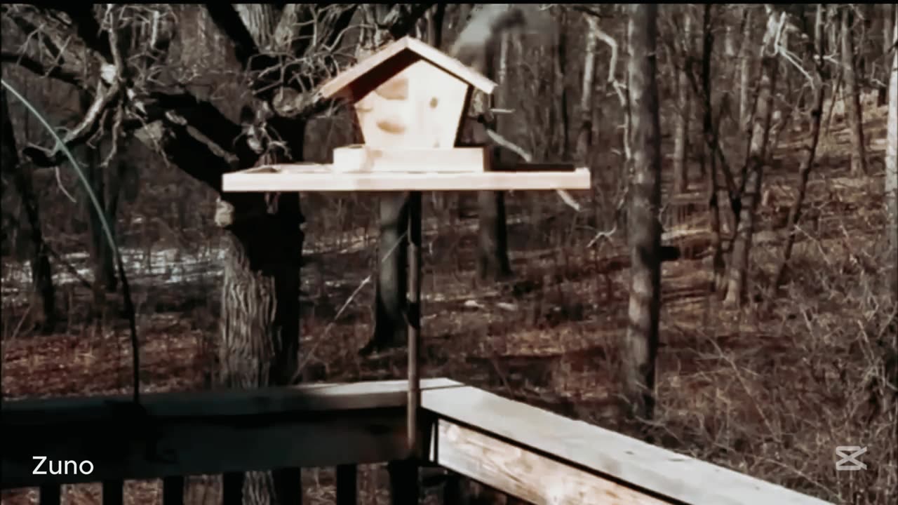"Animals Getting Shocked by Life 😂 | Funniest Reactions with Hilarious Sound Effects!"