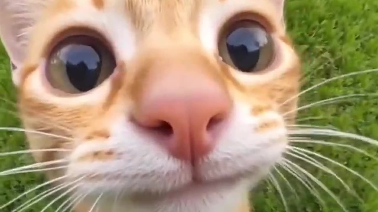 These big eyes are so cute