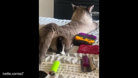 funny cat video lol
