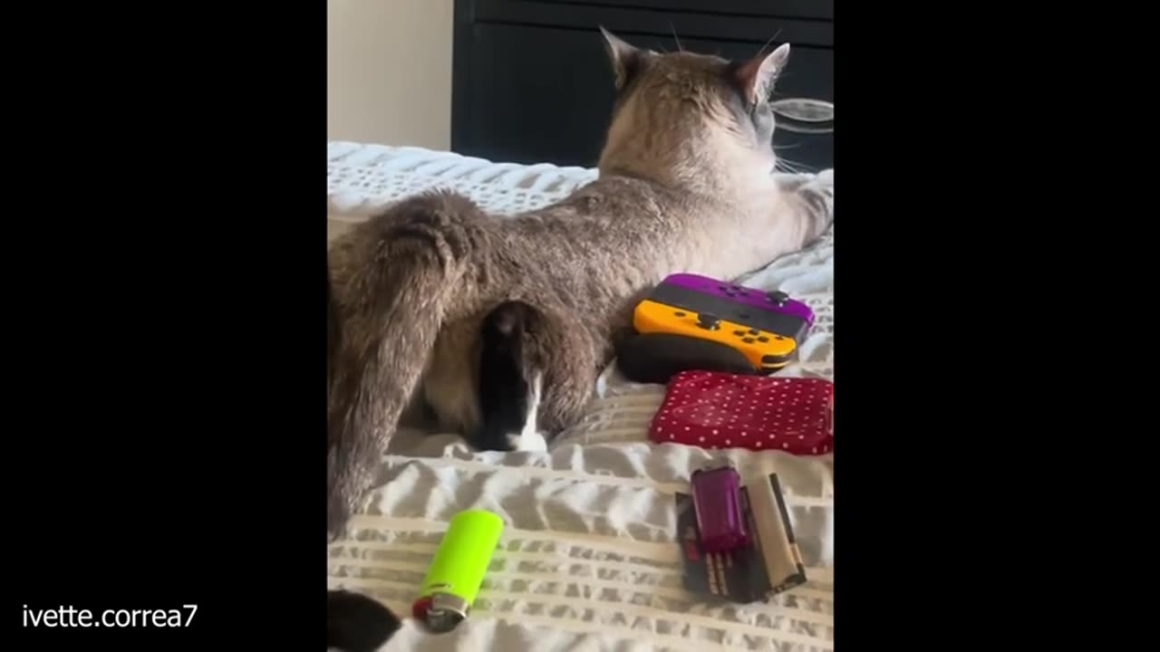funny cat video lol
