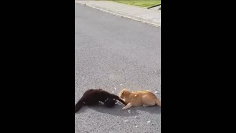 Tiny Paws, Big Drama – Cat Fails You Can’t Miss!