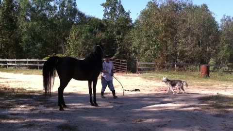 WILD horse being WILD