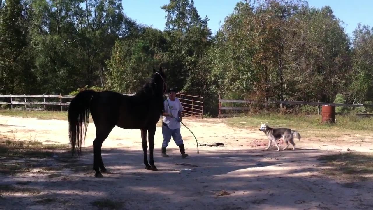WILD horse being WILD