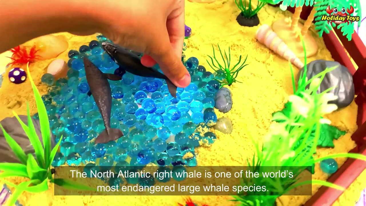 Blue Whale is the Largest Animal in the Atlantic Ocean