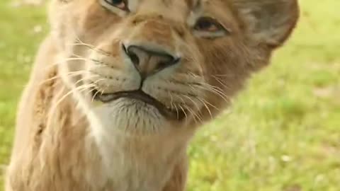 Mufasa 😍❤️ (Part - 14).....#reels #viralreels #reel #mufasa #animation #lastest #romantic #viralreel