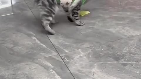 Funny Pets Galore!. Ready to laugh