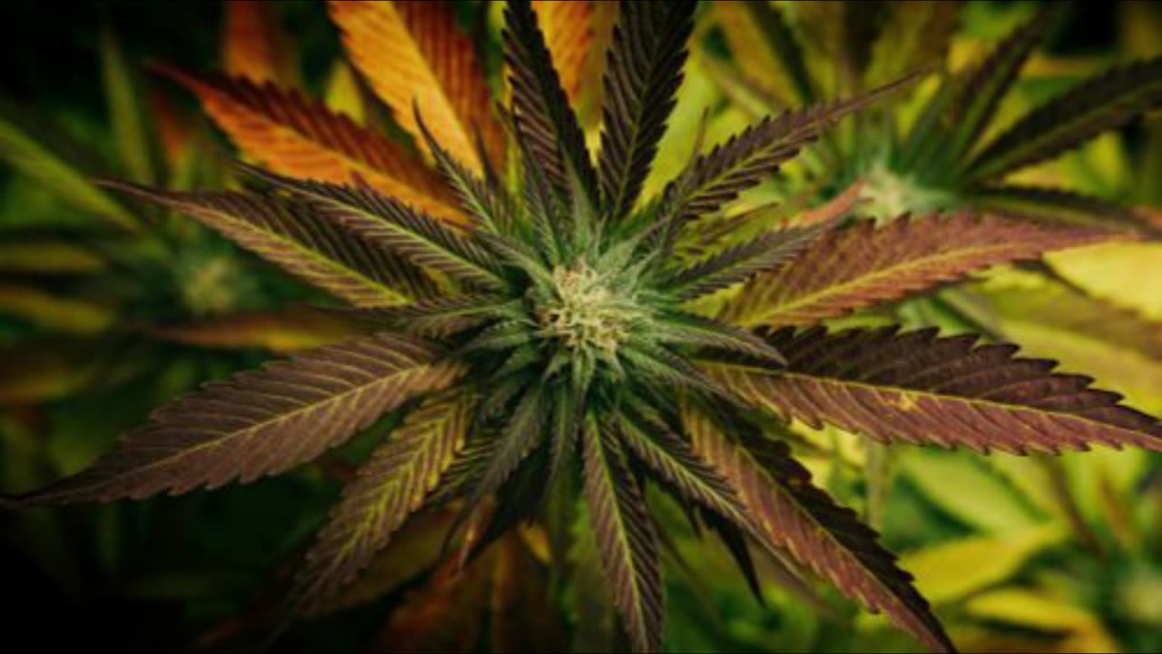 420 MIX VOL.4 #12