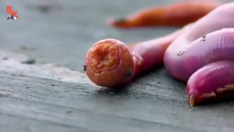 Maine blood worm