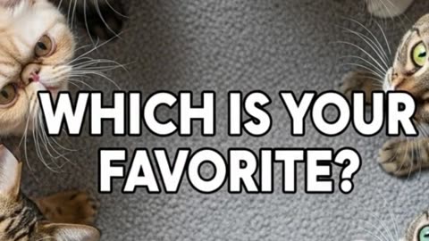 Top 5 Oldest Cat Breeds in the World😻😻😻