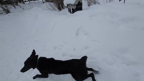 Happy labrador