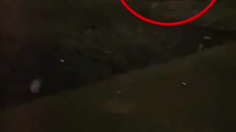 Chupacabra Caught on Camera in Pueblo, Colorado! 👀