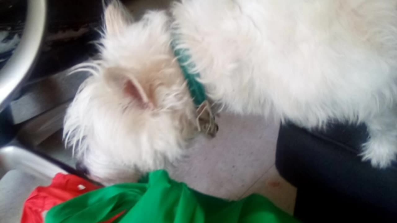 dog