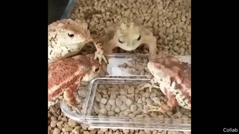 Funniest video ever1