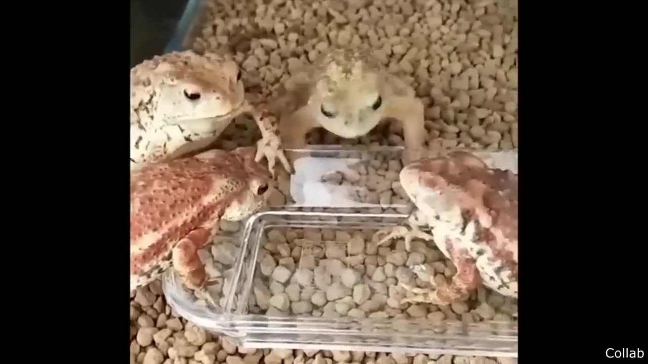 Funniest video ever1