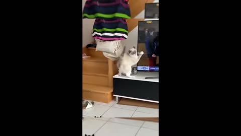 Hilarious pet clips
