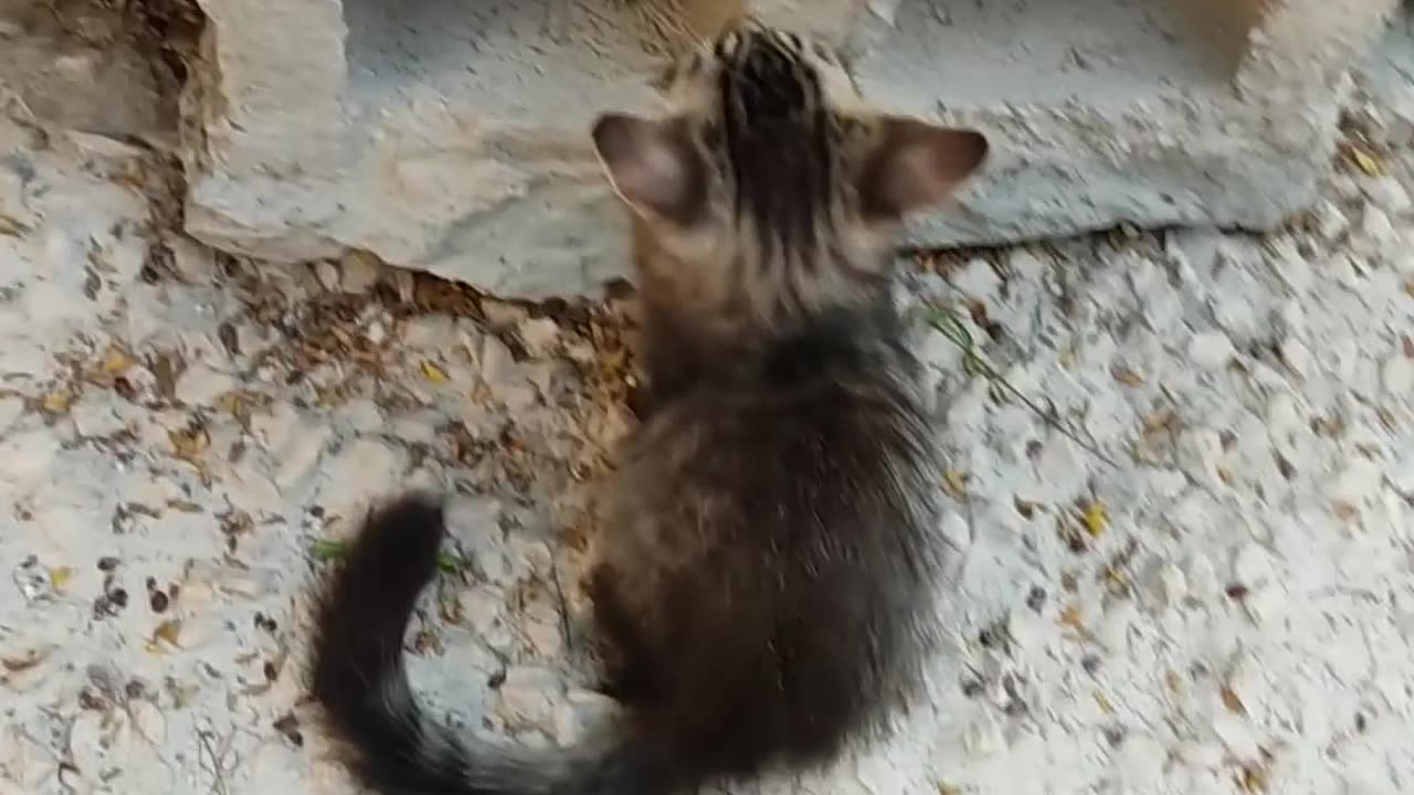 Kitten Showdown: The Great Paw Battle Begins! 🐾⚔️ #cutecat #catlovers #animalshorts