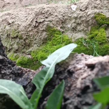 Close-Up Beauty of Nature – Green Moss and Soil