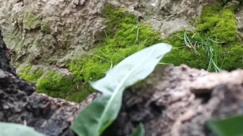 Close-Up Beauty of Nature – Green Moss and Soil