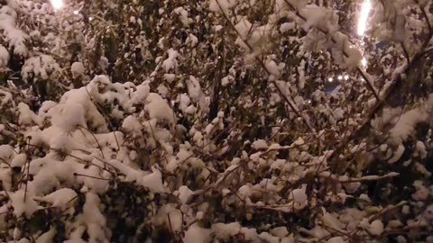 No Way! The Zone 13 Wildflower Area buried in Snow,