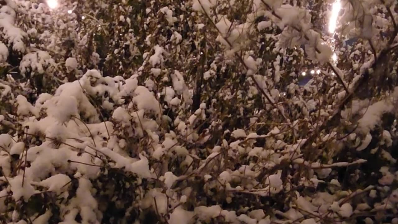 No Way! The Zone 13 Wildflower Area buried in Snow,