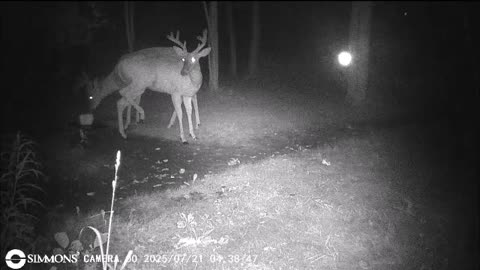 Backyard Trail Cams - Big Bucks Where You Can't Hunt! - Wadsworth, OH