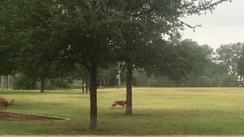 Puppy running in the rain