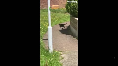 Quick Smile: This bird follows a cat - plays dumb with the cat each time cat turns