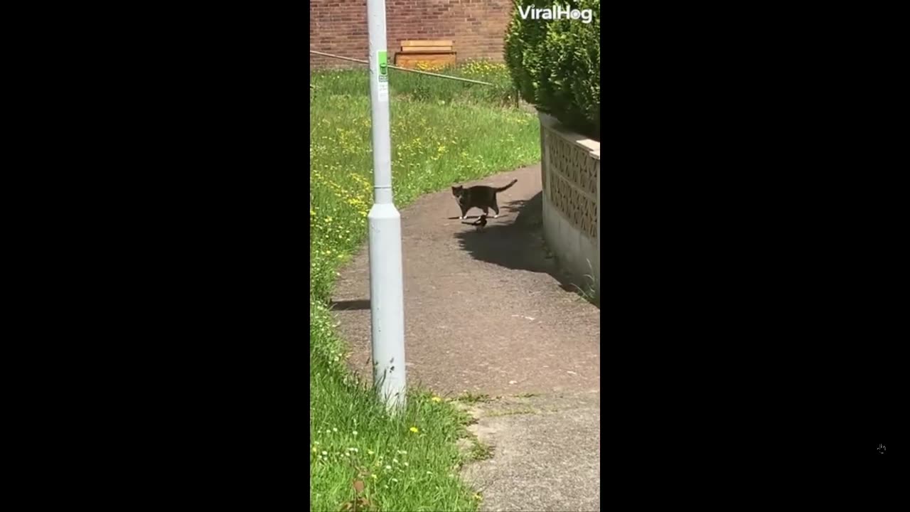 Quick Smile: This bird follows a cat - plays dumb with the cat each time cat turns