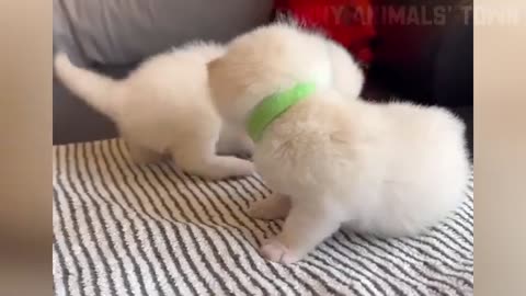 Funny animals