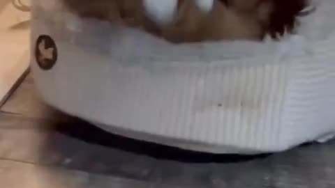 Cat kicks dog out of his bed