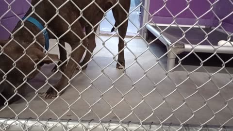Tinsel 1y Pet Id 948670 kennel 11 HSSAZ shelter unintentionally I scare her, sensitive gal2025919566