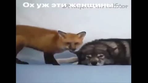 Funny cats Funny video Jokes