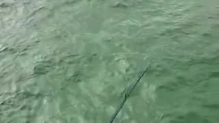 Fishbites vs Needlefish! Ultralight Saltwater Fishing at Galveston Fishing Pier