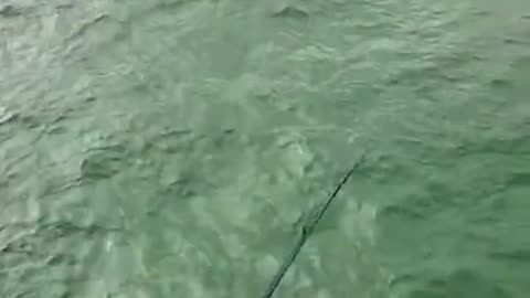 Fishbites vs Needlefish! Ultralight Saltwater Fishing at Galveston Fishing Pier