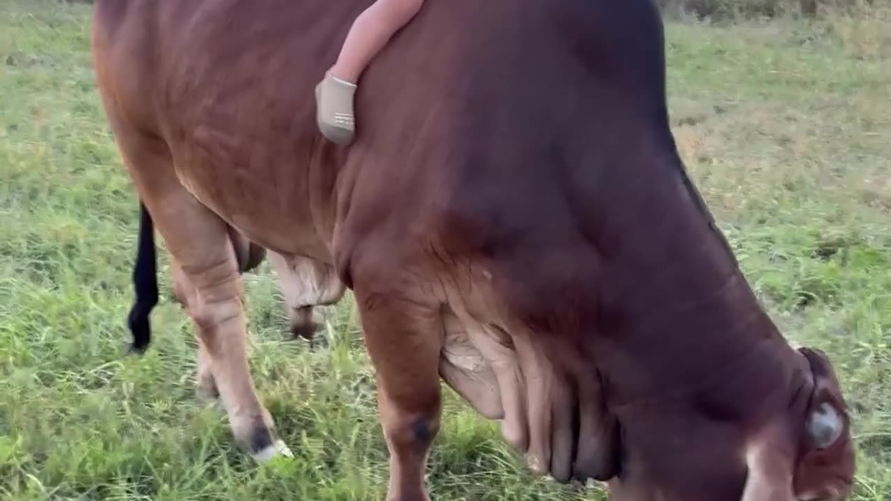 Gentle Bull and Boy Become Best Friends