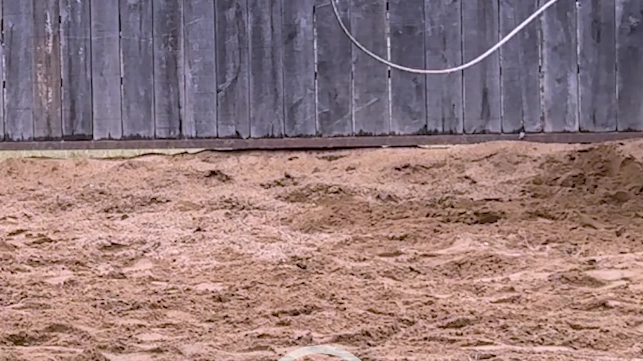Let's get them to accept the rope without getting upset about it.