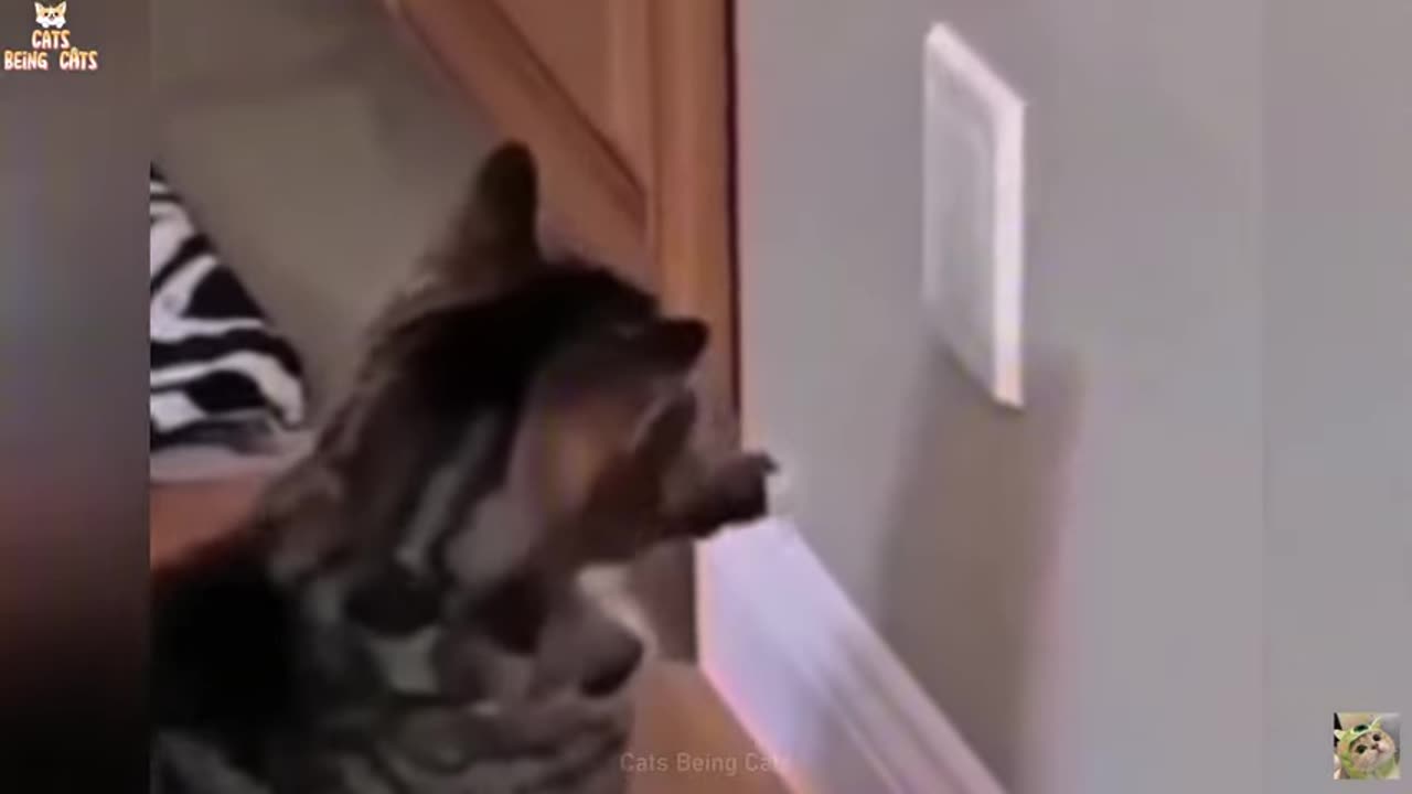 8funny-cats-videos-compilation