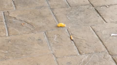 Birds eating meat