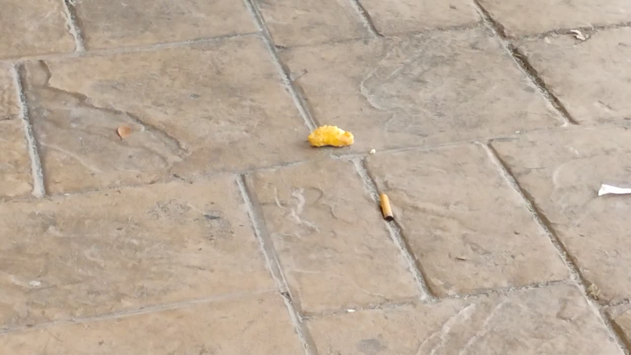 Birds eating meat