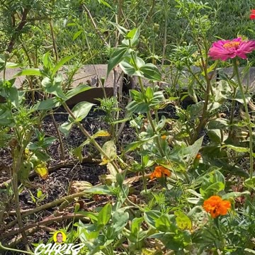 BUTTERFLY AND FLOWERS