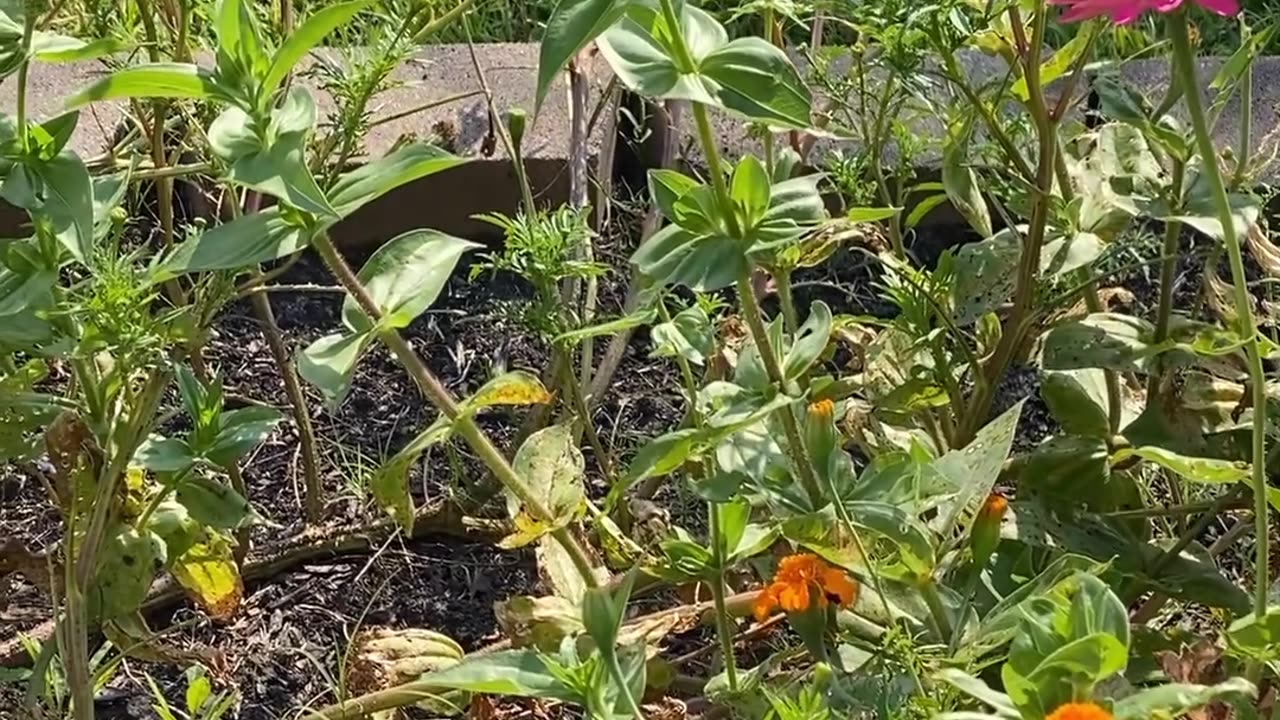 BUTTERFLY AND FLOWERS