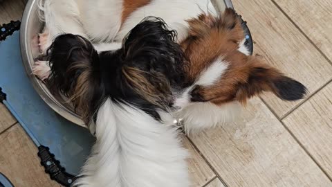 Dog Takes Water Bowl Bath