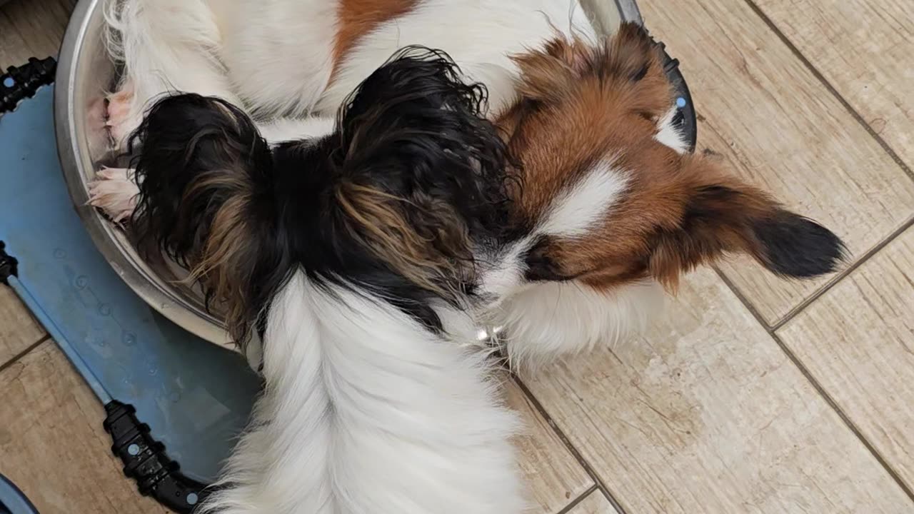 Dog Takes Water Bowl Bath