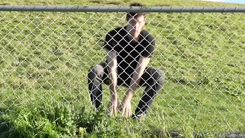 How Animals Get Over a Fence (With Emojis) 😂