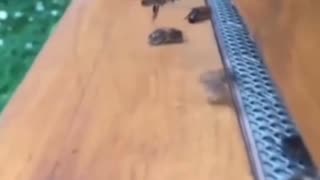 🤣🐝 Bees are Not as Nimble as They Think! | FunFM