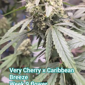 Very Cherry x Caribbean Breeze week 9 flower